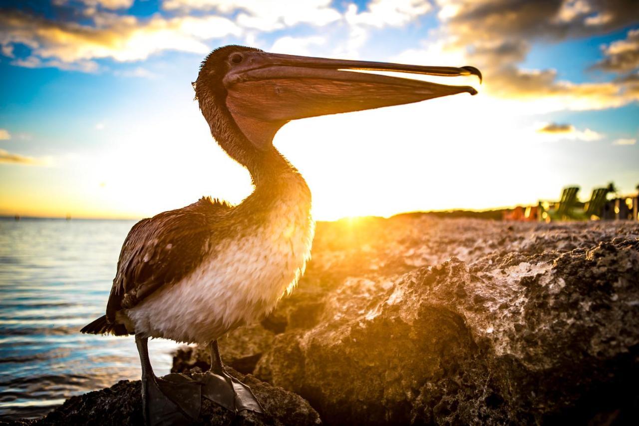 Ragged Edge Resort & Marina Islamorada Εξωτερικό φωτογραφία
